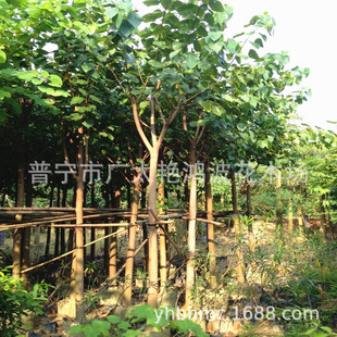 �V�|�Ռ��Ř������G������ȫ���L�����糣�G��ľ��ľ������ľ