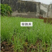 早熟禾种子种四季常青矮脚绿化草坪草籽护坡狗牙根四季免修剪草籽