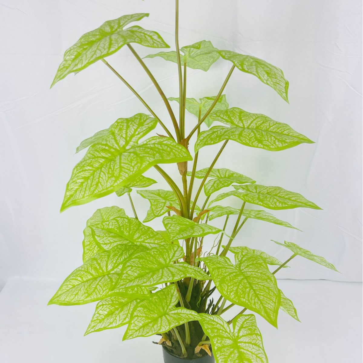 Preferencia personalizada imitación verde imitación flor tortuga árbol roble árbol de hierro viajero de plátano hoja de arpín cola de bambú anchoa