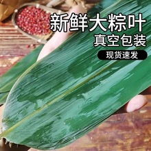 200片粽叶新鲜粽子叶包粽子端午节干大号宽箬叶铺垫真空家用