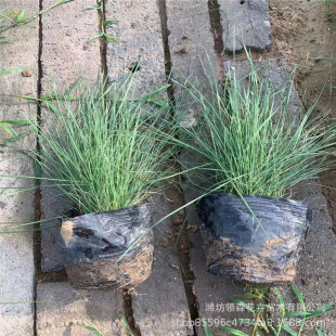 Fendai Grass, Internet Celebrity Grass, Huahaihuajing Park Community Greening Project Seedlings, Water Body Greening