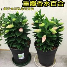 进口香水百合花盆栽多头重瓣浓香四季开花室内外耐寒热花卉绿植物