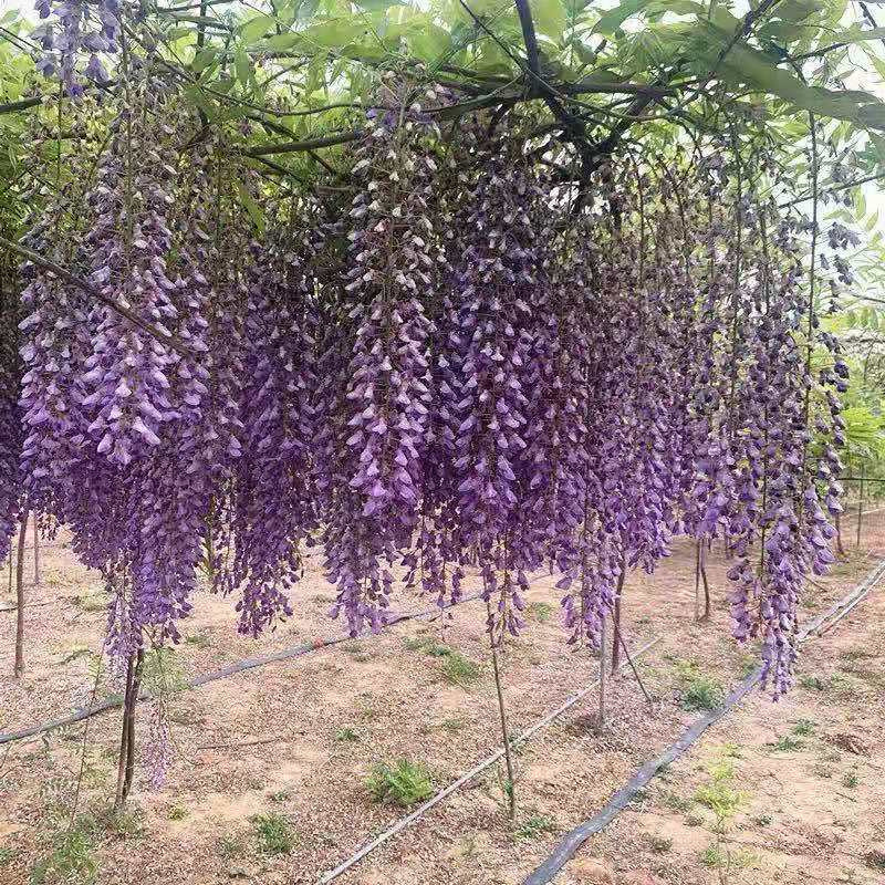 ���ٻ����绨�����Ԅe��ͥԺ�G������ֲ���҃���������Ԯ�Gֲ