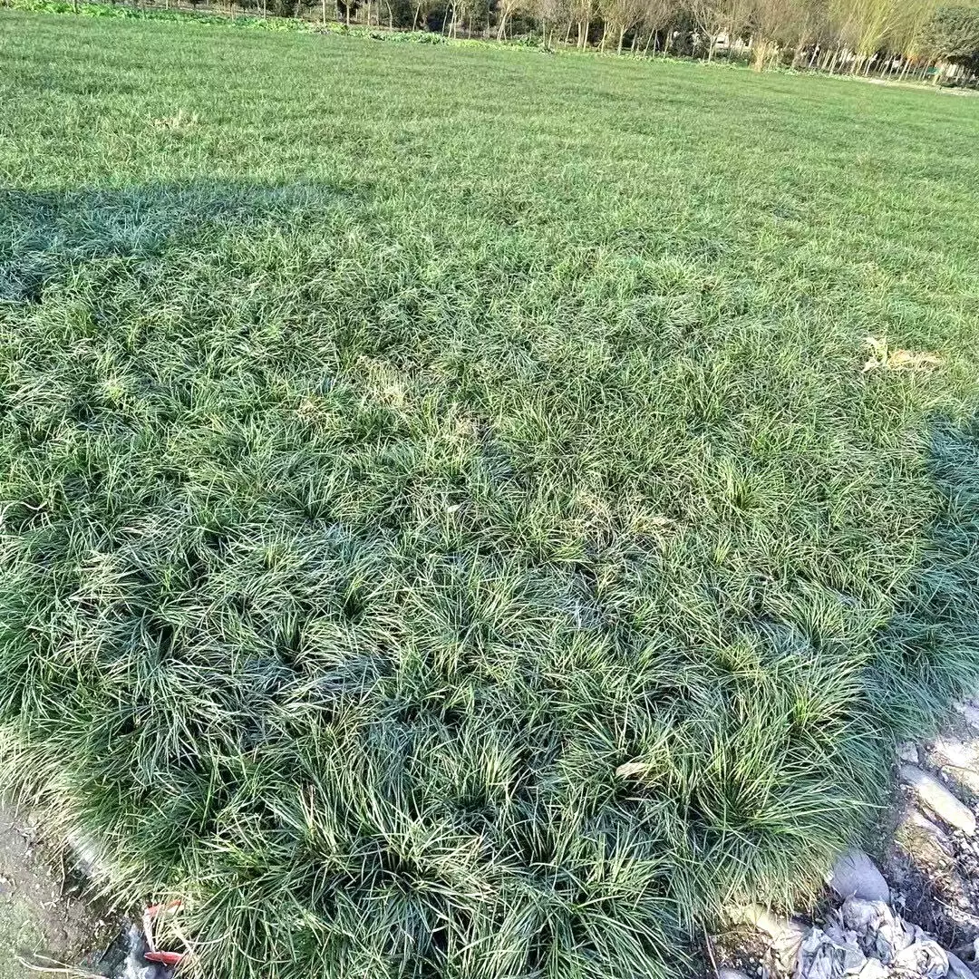 麦冬草 玉龙草 葱兰 日本矮麦冬 细叶麦冬草 耐阴易成活地被植物