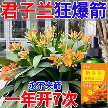 君子兰专用营养液缓释肥兰花有机复合肥料花卉盆栽促开花催花肥料