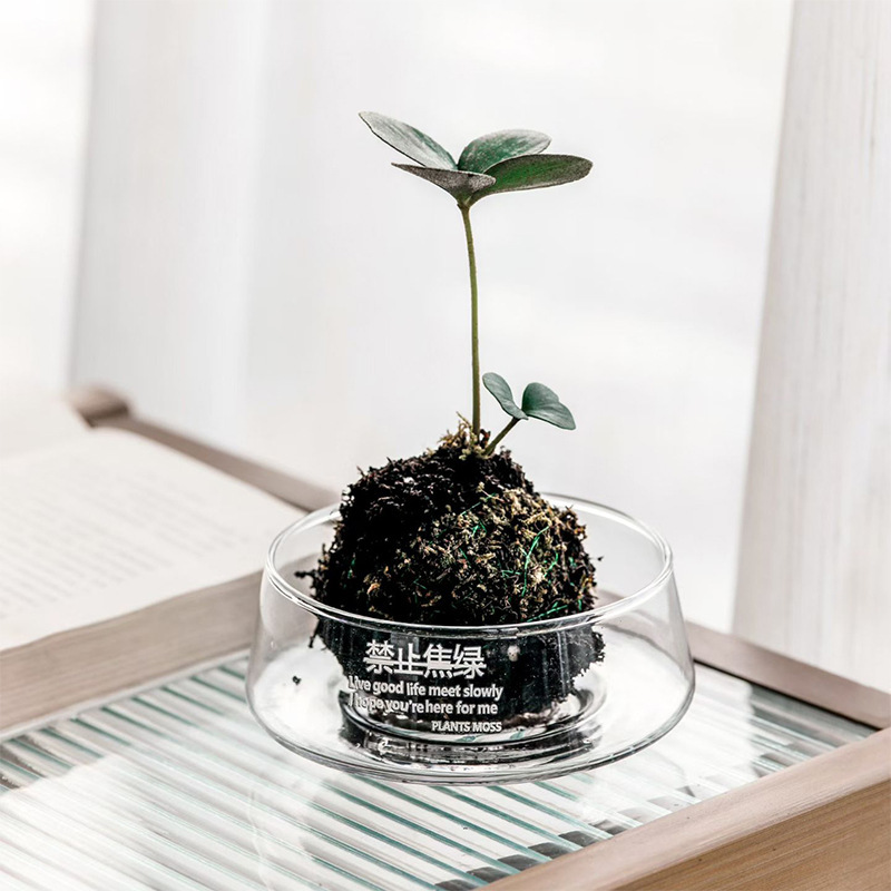 Transparent Large-Diameter Glass Vase for Negotiation Table, Succulent Moss Micro-Landscape, Hotel Decoration, Hydroponic Flower Pot Ornament