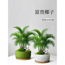 袖珍椰子小盆栽办公室桌面绿植室内盆栽招财四季好养富贵椰小盆景