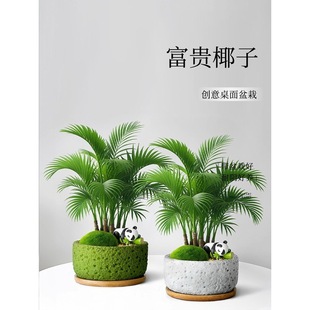 ����Ҭ��С�����k��������Gֲ�҃�������ؔ�ļ����B���FҬС�辰