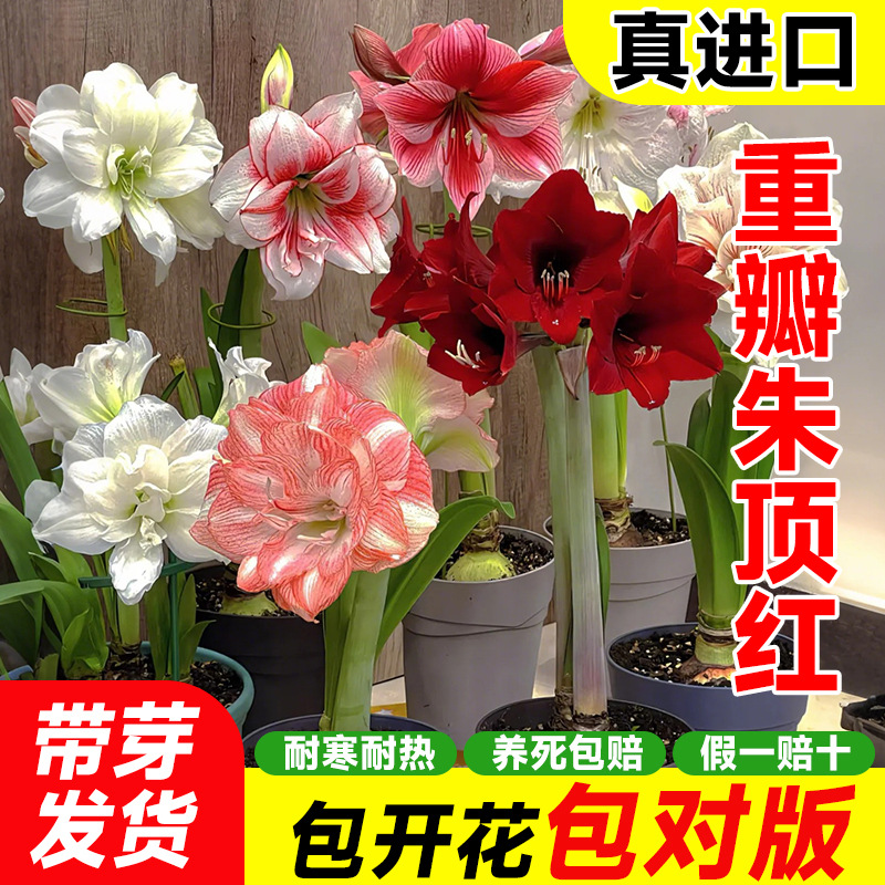 ��피t�M���ذ�N���ش󎧻����������҃������̨������ֲ��