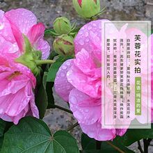 ܽ�ػ������ﶬ�_��ͥԺ�̨�ذ�����ܽ�ػ�.���������F��ާ