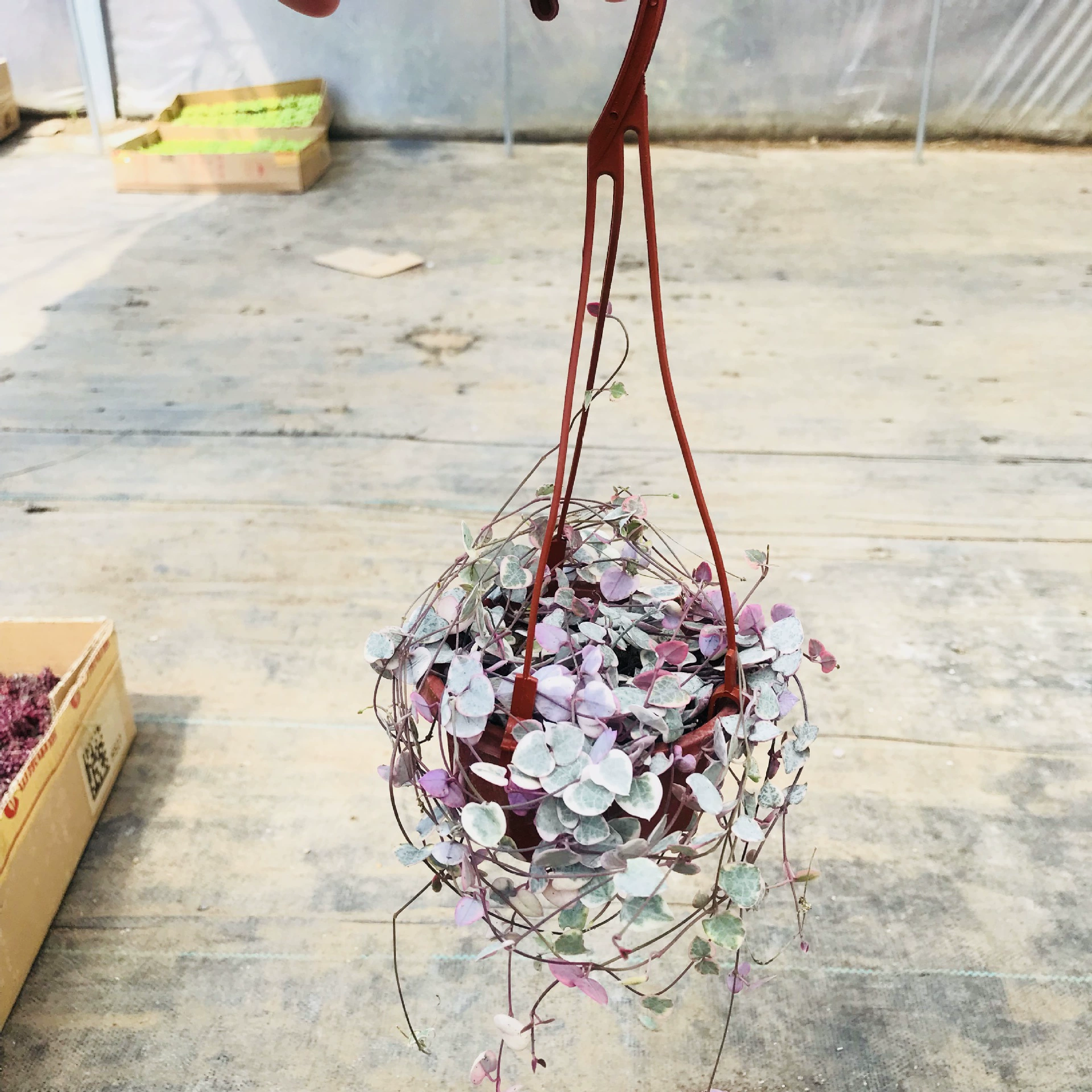 Мясистое растение любовь лоза комнатный кабель Орхидея мясистое растение в горшке креативное забавное милое мясо с горшком почва цветок растение в горшке