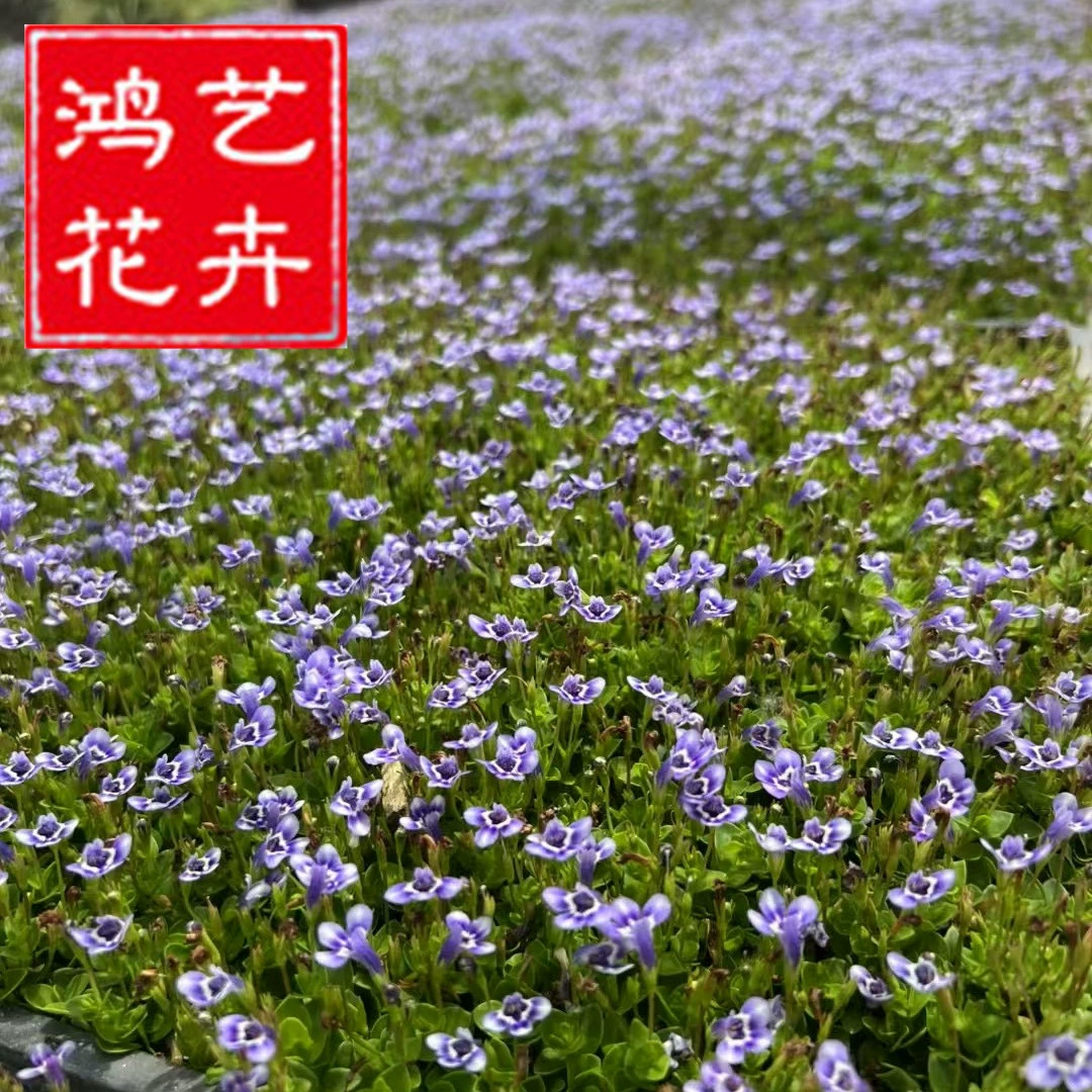 Хитоми трава цветочная рассада в горшке сад парк растений ландшафтный цветочный морской цветок Цинчжоу цветочная база оптом