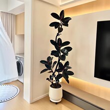 �ڽ�����Ƥ��͏d�������҃ȴ��;Gֲ�ļ����B�̨�k���Ҹ߶�ֲ��