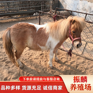 ���w�Bֳ�� �������^�^�p���R����С���R ��ͯ���T�Rƥ�^�p���_�R