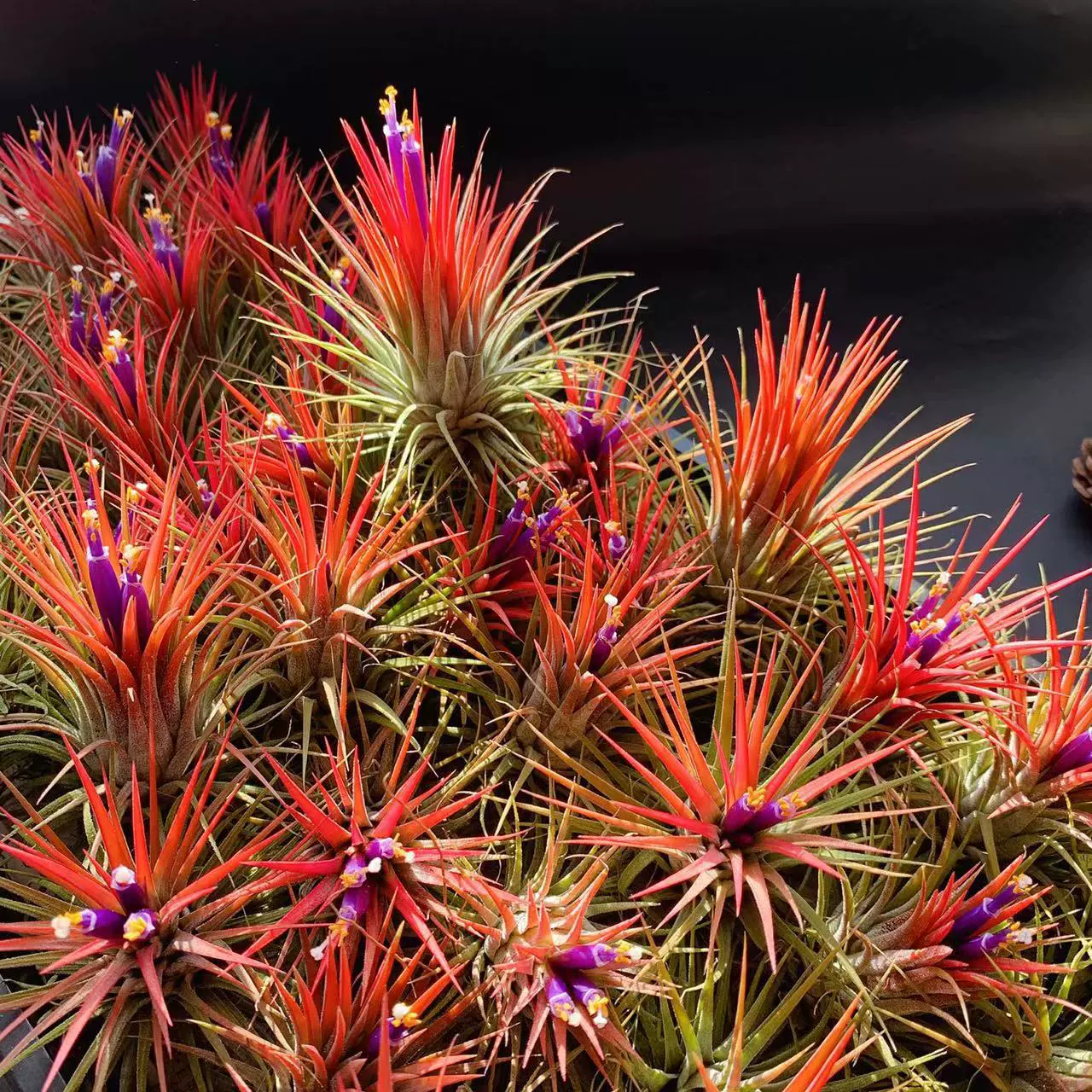 Базовая доставка воздушная ананасовая беспочвенная растительность Intergenie 6-8см