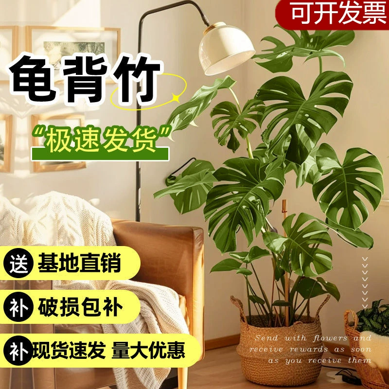 Растение Монстера в горшке для гидропонной почвенной культуры в помещении в гостиной, теневыносливое, поглощающее формальдегид, не требующее ухода, крупнолистовое растение с старым сучком, цветок, зеленое растение.