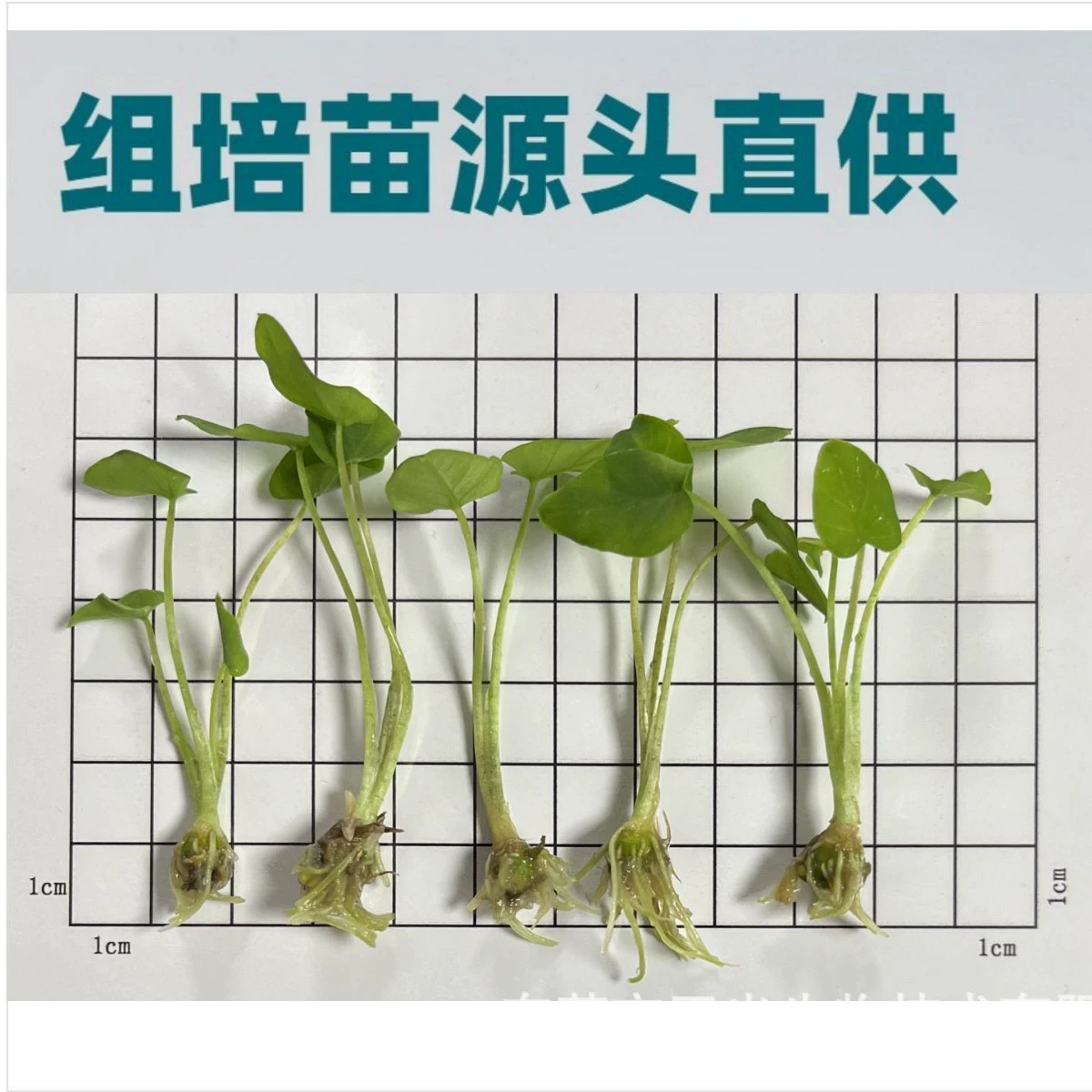 Vision Taro Esculentaillustris саженцы для культивирования тканей, растения Гуандун, внутренний экспорт, оптовая продажа, конкретный контакт