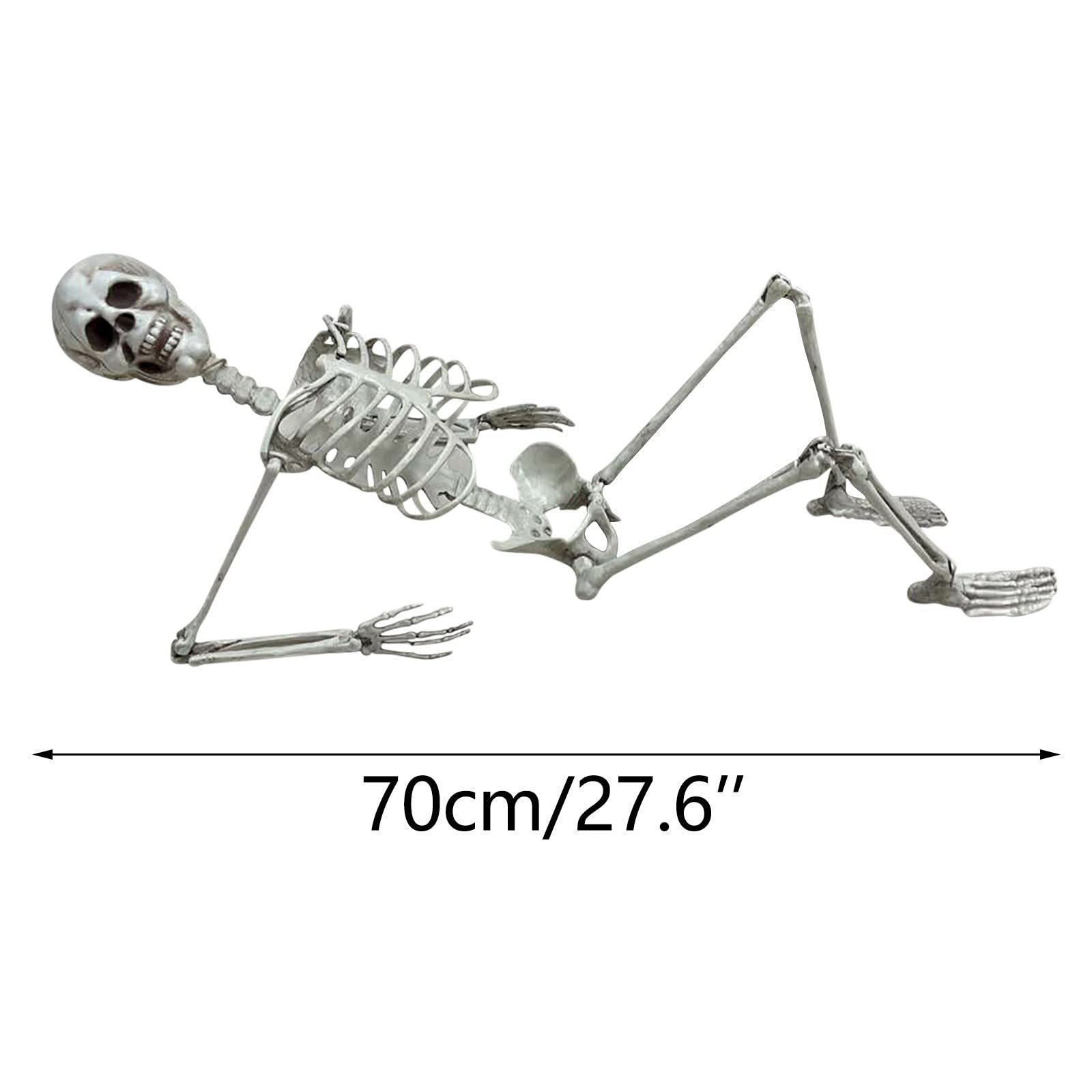 Скелет черепа (70 см)