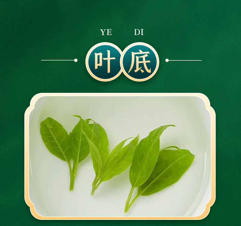 Small Leaf Kuding Tea New Season Loose Leaf Herbal Tea 40g in use