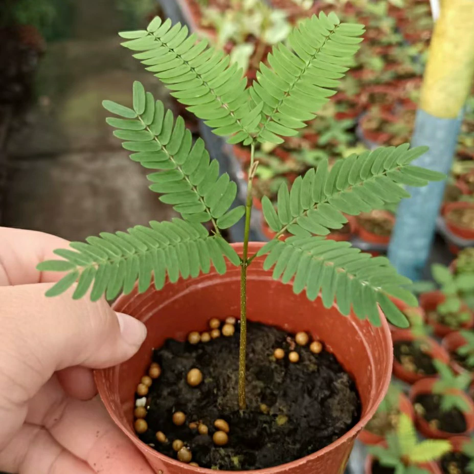 2312 саженцы база оптовая поставка плотных лангуров серьги маленькие саженцы тропическая сетка красная комнатная зеленая посадка