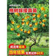 ҘSҹϷͥԺļNֲͺԼ޽