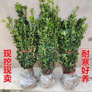 Holly Tree Seedling Hedge Seedling Evergreen All Seasons Courtyard Wall Road Greening Seedlings Big Leaf Evergreen Outdoor Evergreen