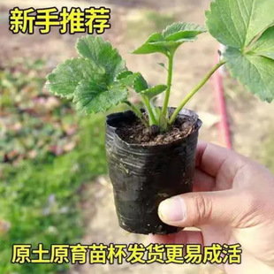 Four-Season Potted Edible Balcony Cream Fruit Tree Fruit Seedlings Planted in the North and South Strawberry Seedlings That Bear Fruit in the Same Year