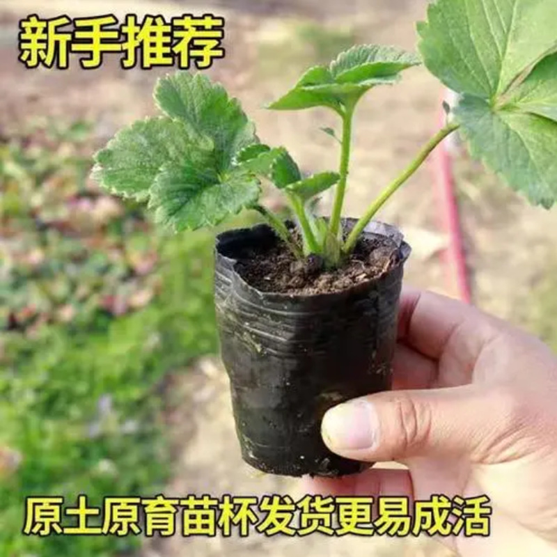 草莓苗四季盆栽食用阳台奶油果树果苗种植苗南方当年结果