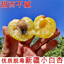 嫁接小杏树苗金太阳甜杏苗大梅杏子果树苗当年结果南北方四季种植