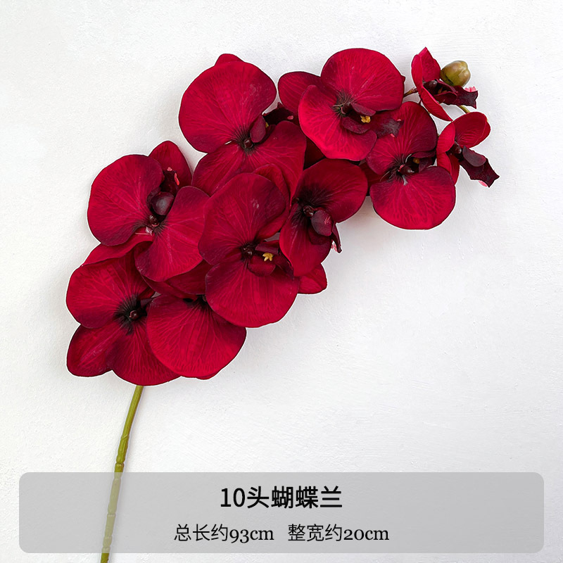 Cor outono preto e vermelho 10 Phalaenopsis
