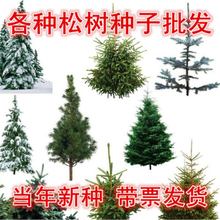 ѩ�ɘ�N���_�h��Ƥ�Rβ����ᘺ���ӡ�ȴ�����X���Aɽ�ɘ��ѷN��