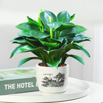 盆栽金钻绿公主水培办公室绿植物除甲醛招财室内花卉桌面净化空气