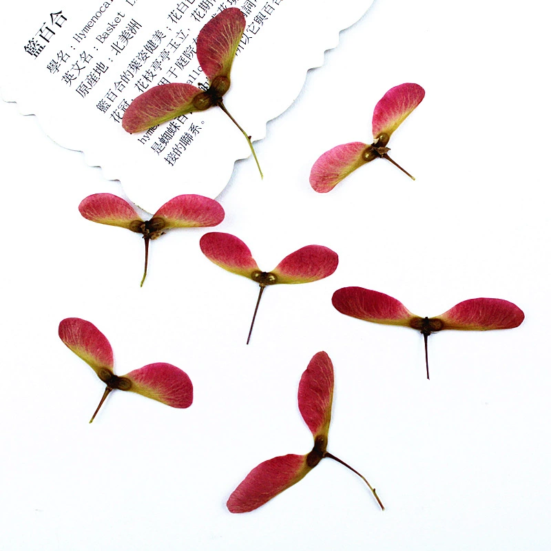 Красный кленовый лист цветок настоящий цветок сухой цветок материал для тиснения