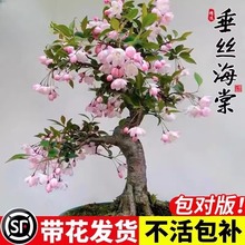 垂丝海棠花树苗盆栽老桩室内四季开花卉植物室外庭院阳台好养花卉