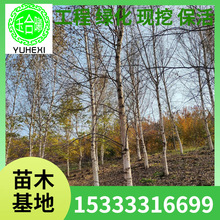 ט ט@ֆľֲ GטС IB ט