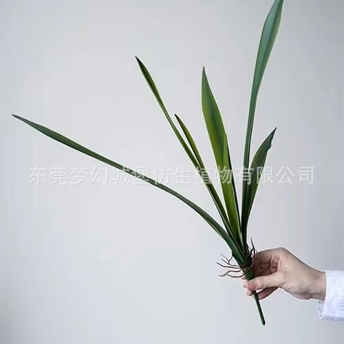 Gladiolus hierba 48cm