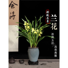 兰花盆栽带花苞大苗香兰草直销带土四季浓香名贵建兰花卉植物室内