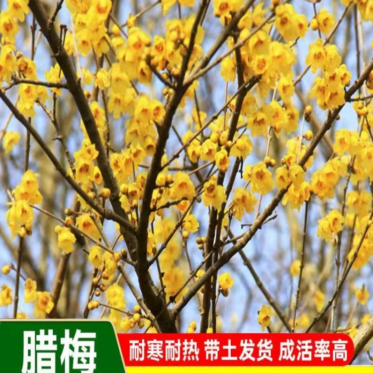 Саженцы сливы, родной зимний цуккури, зеленение двора, зимний цветение, ароматные цветы, простые цветы зимнего цуккури, морозостойкое почвенное посадка