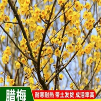 Саженцы сливы, родной зимний цуккури, зеленение двора, зимний цветение, ароматные цветы, простые цветы зимнего цуккури, морозостойкое почвенное посадка