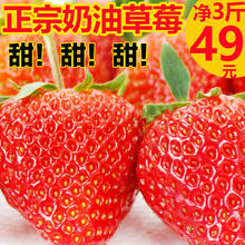 新鲜红颜99奶油大草莓水果牛奶超甜现摘现发3斤非丹东当季香奶莓