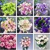 Optimi -scholar seeds indoor seasons are easy to live potted flowers outdoor flowering flowers seed seed seed flower plant flower seeds