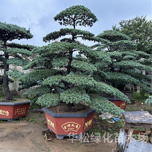 Shape Five-Needle Pine House Courtyard Large Shape Tree Landscape Tree Potted Ground Planting Evergreen and Cold-Resistant Pine Tree