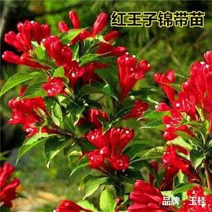 �\���t�����\���������⻨�䎧�ͺ��͟�G����ľͥԺ���~ֲ���ͺ�