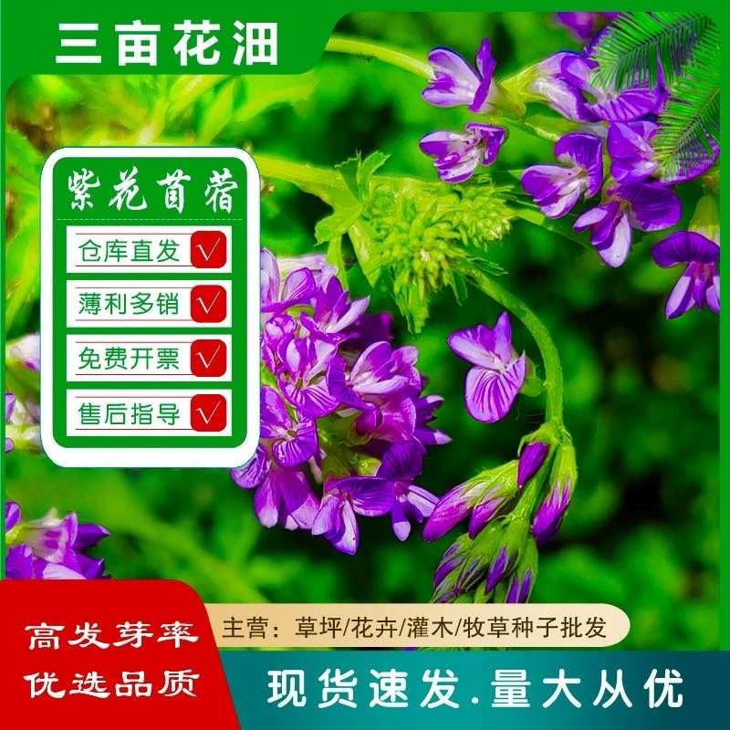 Оптовые семена люцерны для свиней, крупного рогатого скота, овец, кроликов, кур, уток и гусей, многолетние пастбищные семена люцерны, семена рыбы и травы