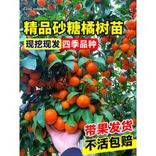 �V��ɰ���٘���޽ӟo���ָ̳��ӽ�����ԟo�ѽ���ɳ�ǽ����Ә���