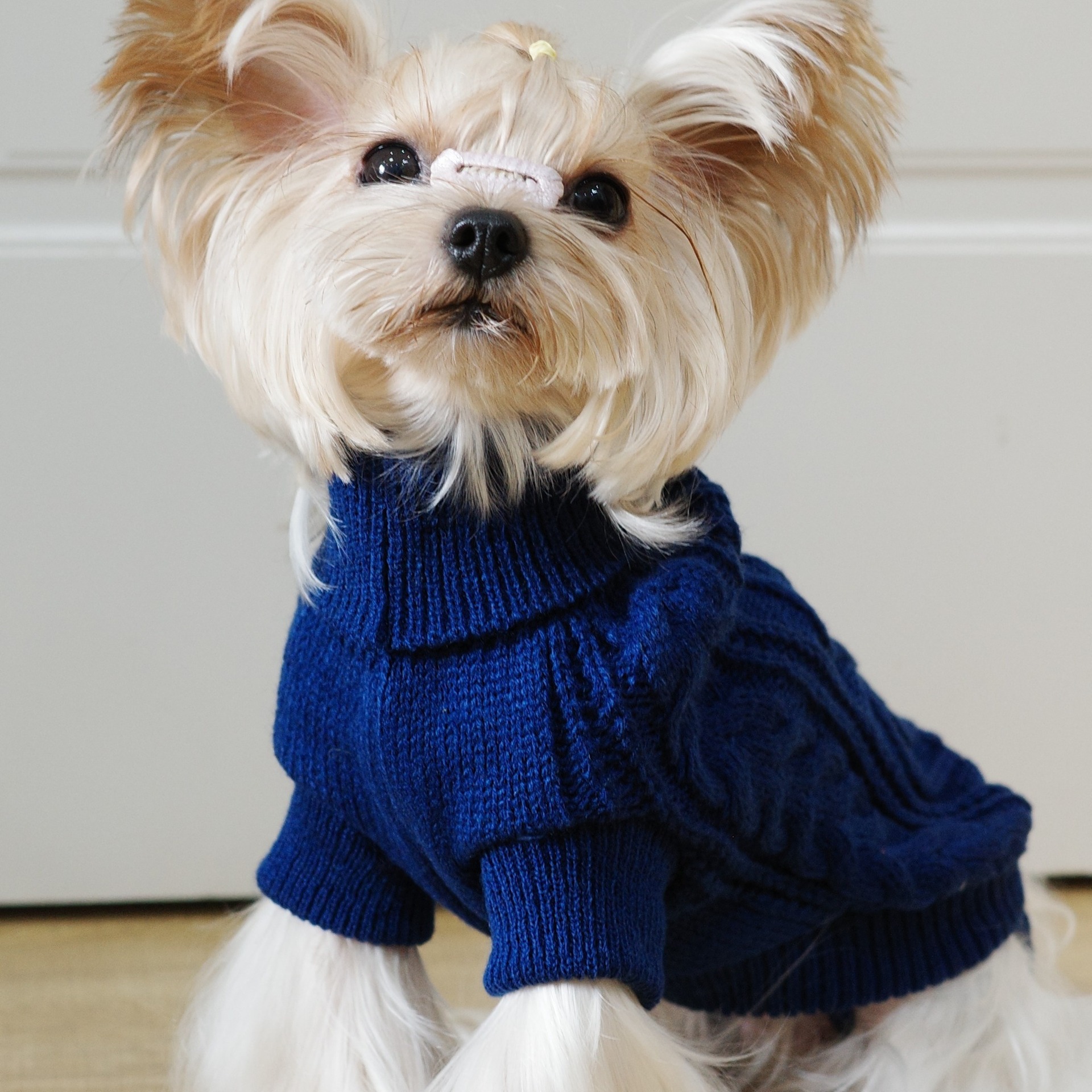 犬のセーター秋と冬ニットツイスト暖かいペット服小型犬テディビションヨークシャー服