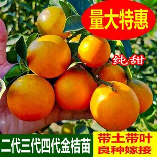 �V�����۽�ۘ��缃���Ƥ��Ƥ�����޽�����X���������Ә���