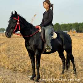 驯化骑乘矮马哪里有卖旅游用马矮脚马果下马马驹多少钱一匹迷你