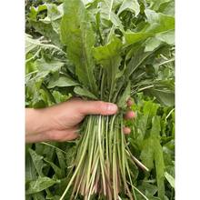 �ѹ�Ӣ�N�ӷN���ļ����Ŷ������ﶬ��Ұ�˷N��ș�����߲���˴�ȫ