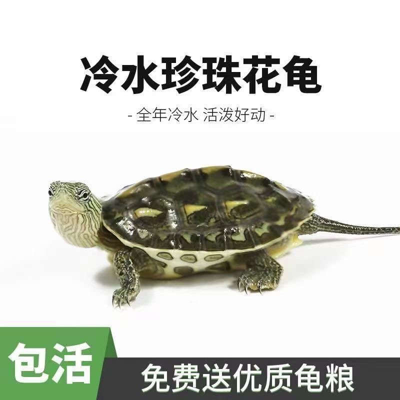 外塘珍珠龟活体花龟台湾草龟食用龟摆摊观赏长寿龟养殖厂批发